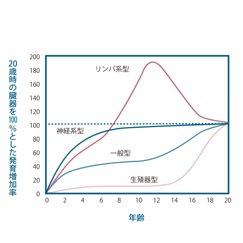 スキャモンの発育曲線