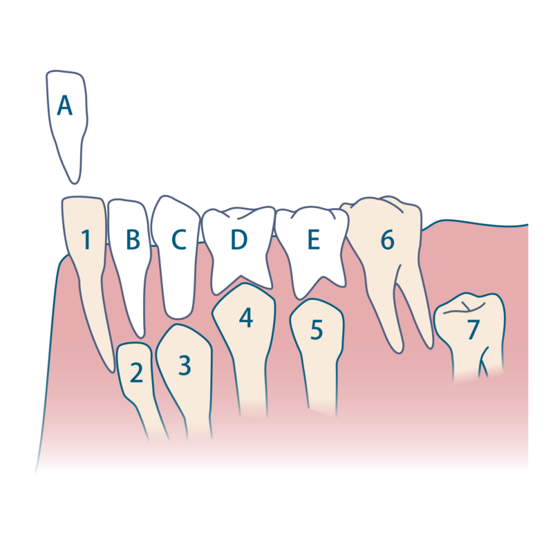 歯の生え変わり